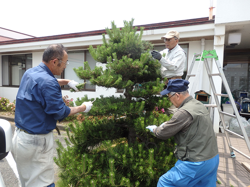 松籟荘のシンボル松の木の剪定